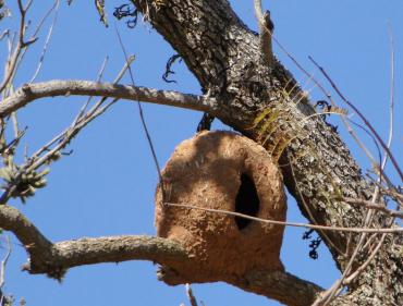 A casa do João-de-Barro: uma construção eficiente com cerâmica natural!